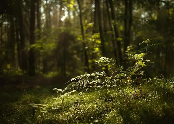 Semesterbostad Gosciniec U Sary Jastrzębia Góra
